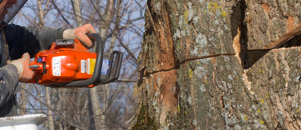 Elagage et abattage d'arbre